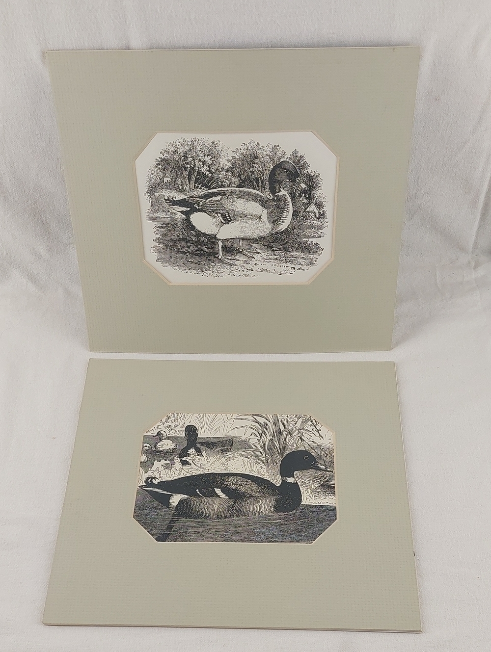 Vintage Duck Illustration Prints on Sage Mat